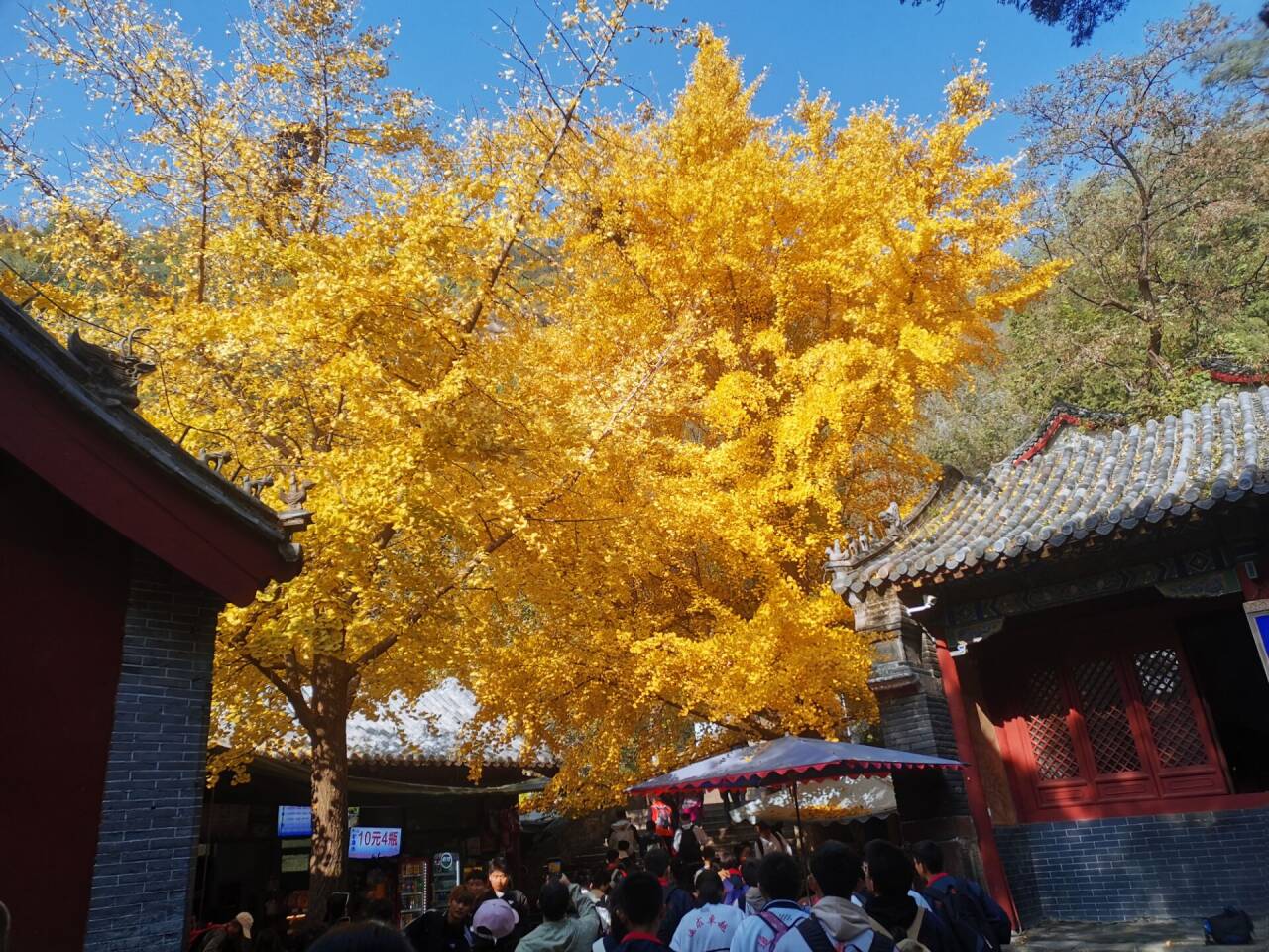 泰山